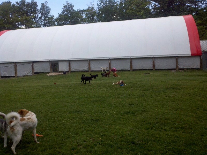 Dog Boarding Binghamton New York Dog Boarding Binghamton New York