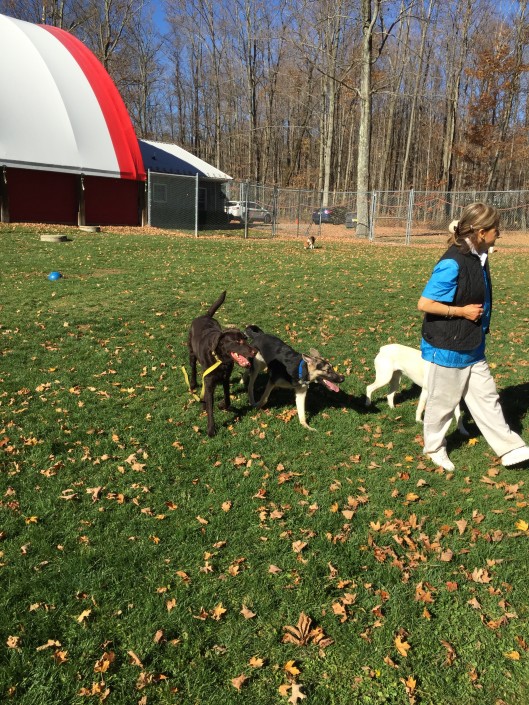 IMG_0260e1481321965787529×705 Bed and Biscuit of Ithaca