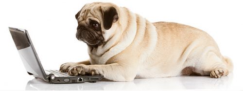 Pug and laptop