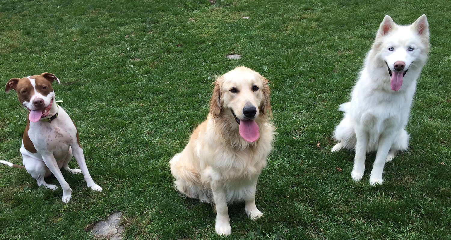Bed and Biscuit of Ithaca - Country Club for Dogs and Cats